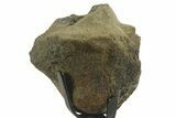 Fossil Mosasaur Jaw Section with Metal Stand - Texas #377841-2